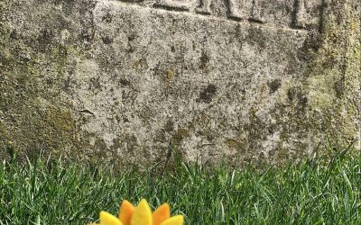 Sunflowers at Lewes War Memorial